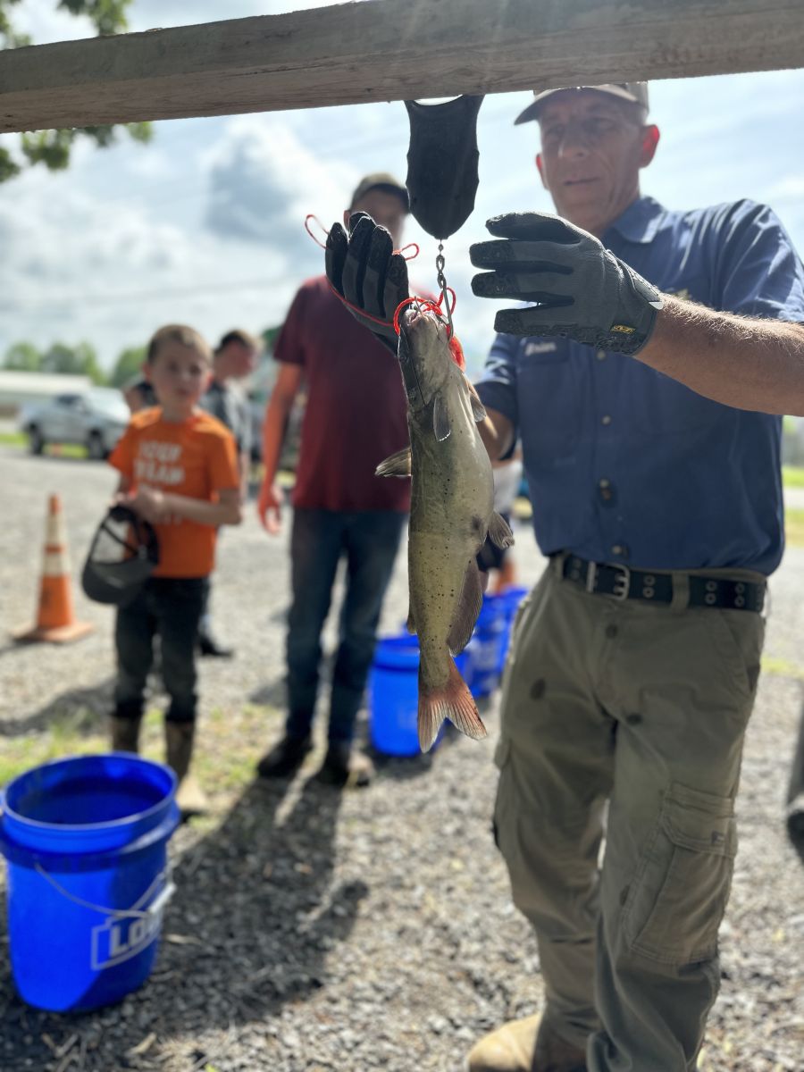 Weighing in their catfish